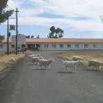goats at hosp